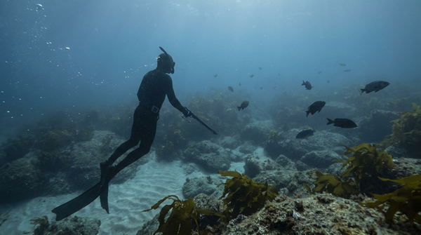 Plain black wetsuit visible underwater as a pain point for spearfishing stealth